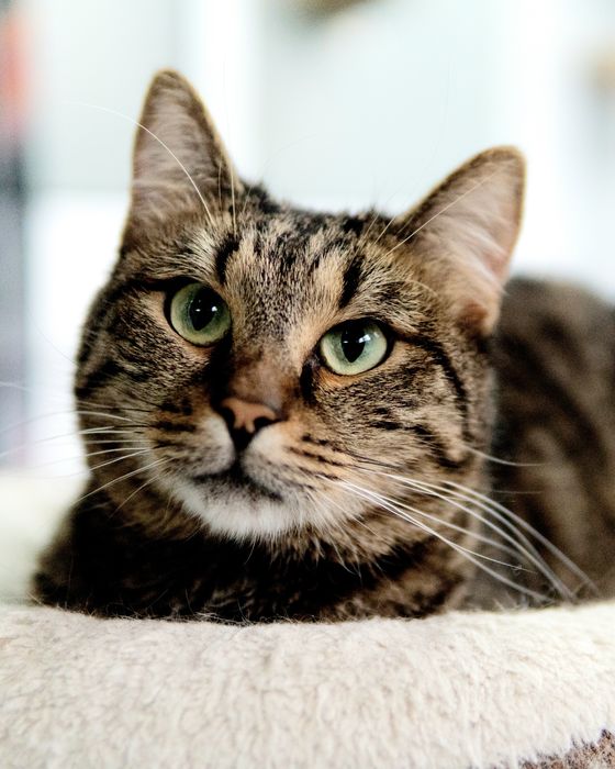 Кроткият Рико на 2,5 г. търси дом, кастриран