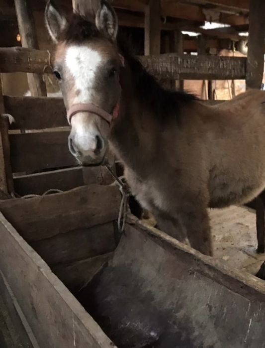 Продам жеребенка