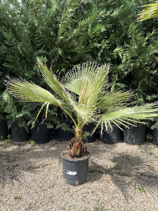 Palmier Washingtonia