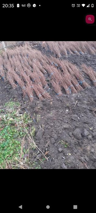 Vănd puieți tratați cu prindere sută la sută salcâm mestecă fag Brad m