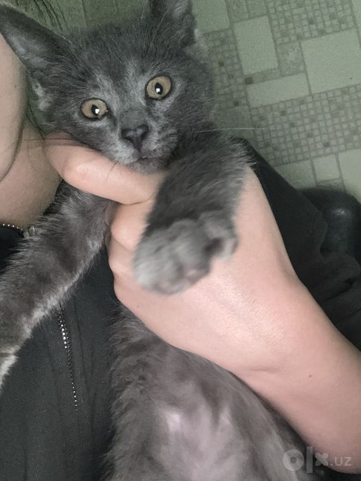 серый котенок отдам даром в добрые руки.