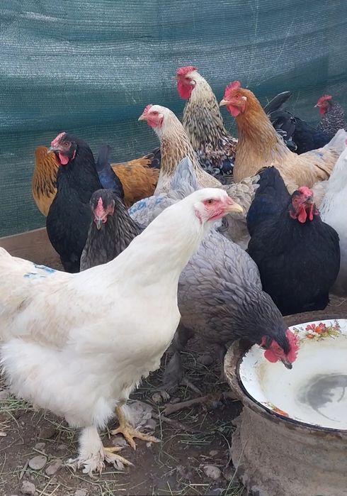 Яйца инкубaционные