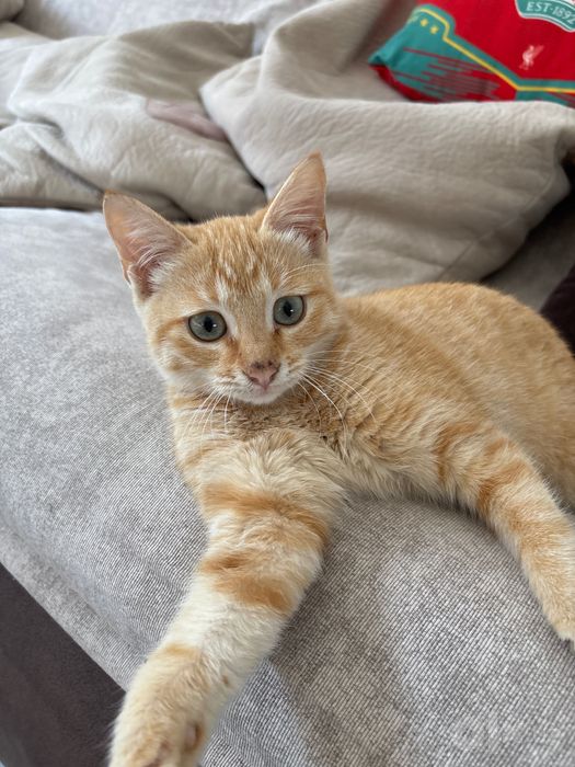 Котенок, бесплатно