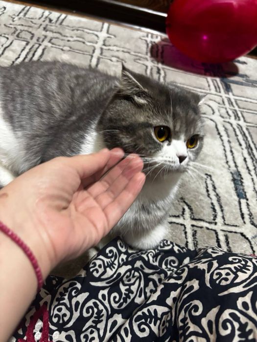 Продам кошка девочка Скоттиш фолд