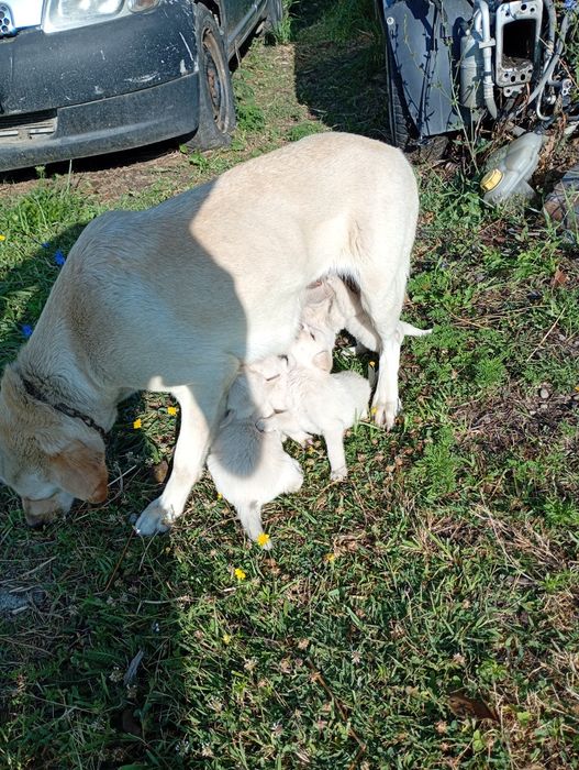 Donez căței labrador cu anstaf