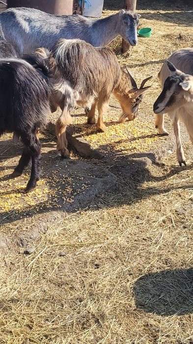 Capre cu iezii  mari