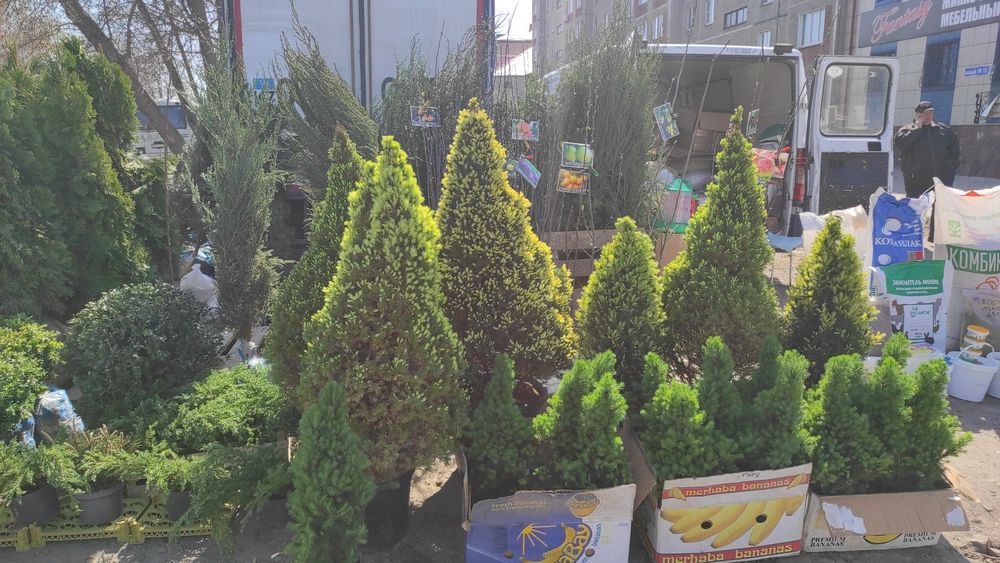 Голубые Ель туя смарагд