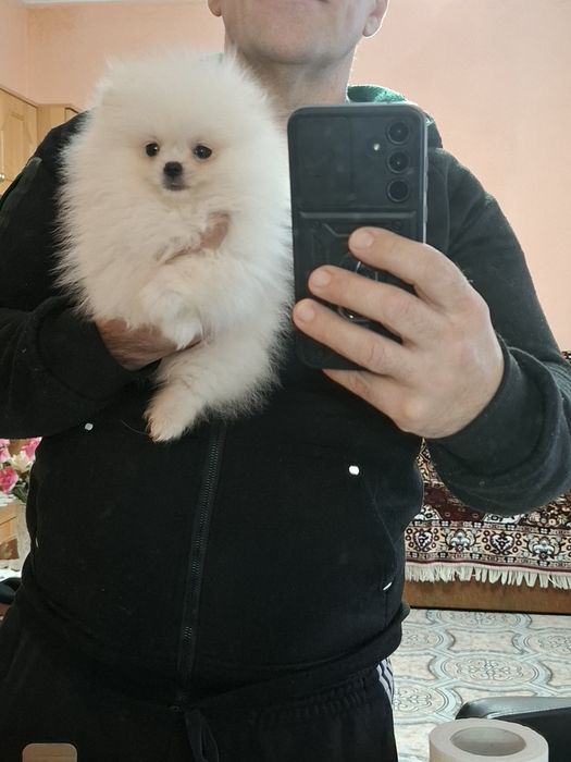 Pomeranian pui mascul