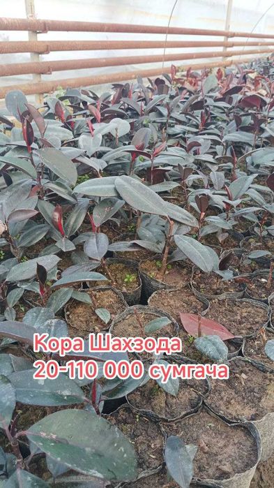 Гуллар. Хона ва уй гуллари, Кучатлар