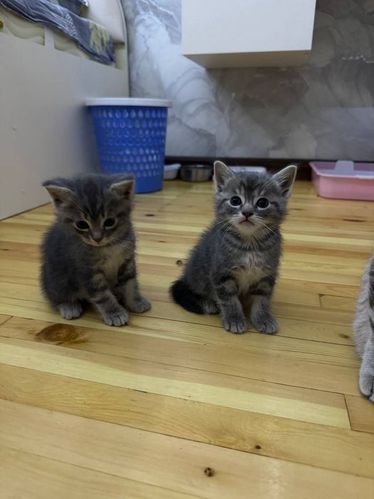 Mushuk bolalari 1.5 oylik