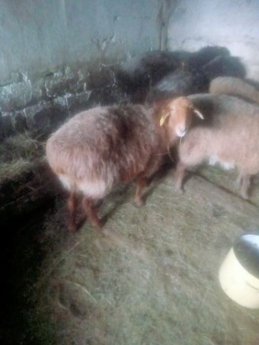 Продам овечки стоят на откорме