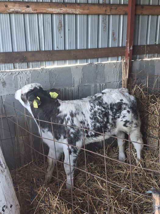 De vânzare trei masculi