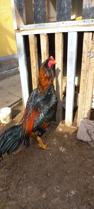 Дакан 1,6 ай кореец