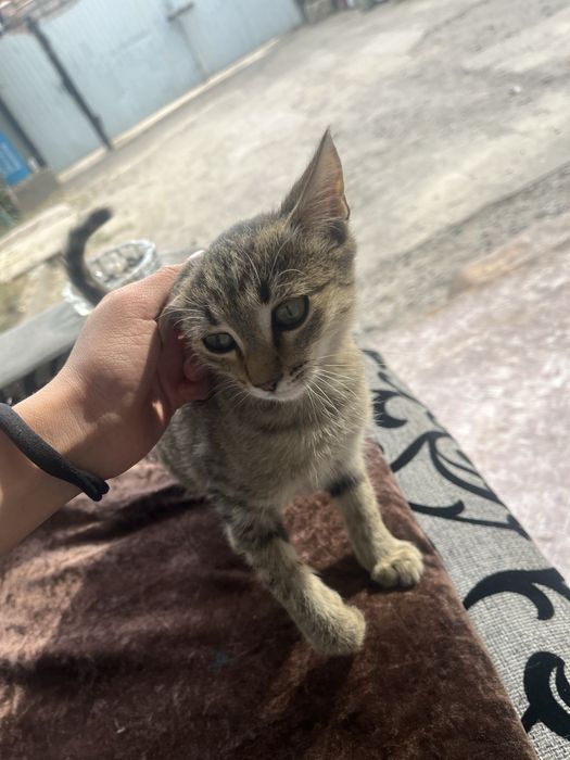 Котенок бесплатно