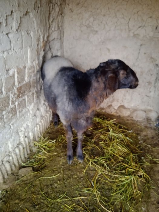 Кочкорлар сотилади!!!