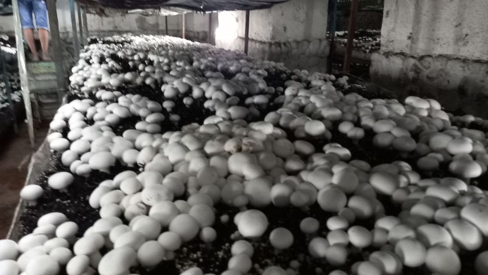 Енг зор бизнеси ургатамиз кузикорин шампиньон бизнеси