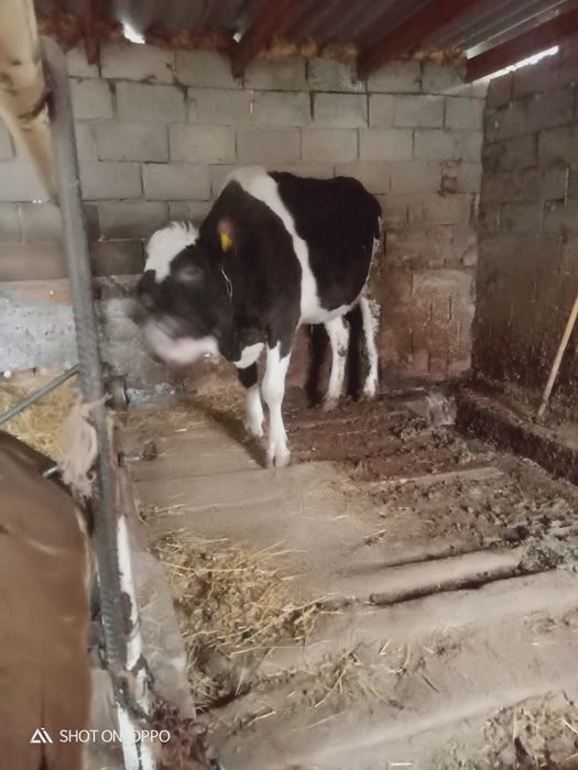 Продам молочную  корову