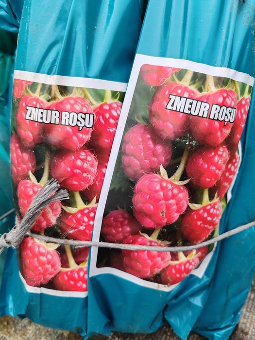 butasi de fructe de padure ambalati si etichetati