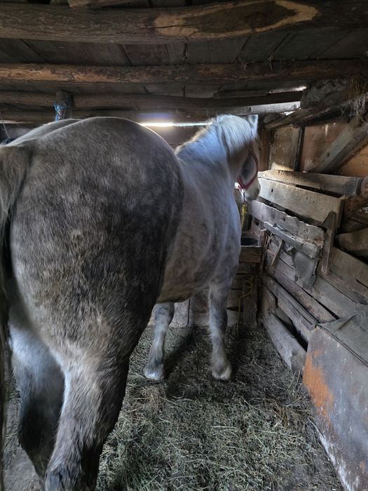 Vand cal castrat de 5 ani