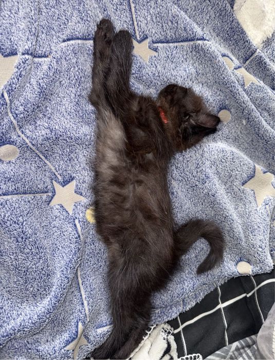 отдам котенка в хорошие руки