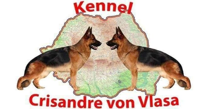 Mascul Ciobanesc german,par scurt