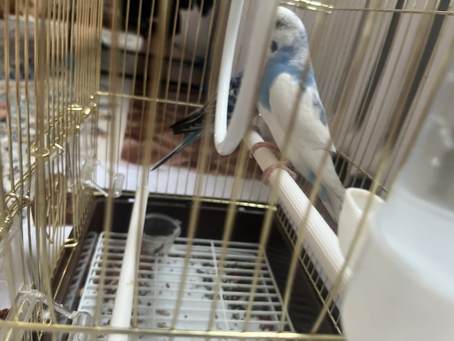 Попугай продам волныстый