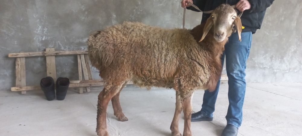 Арашан кузи кучкор сотилади