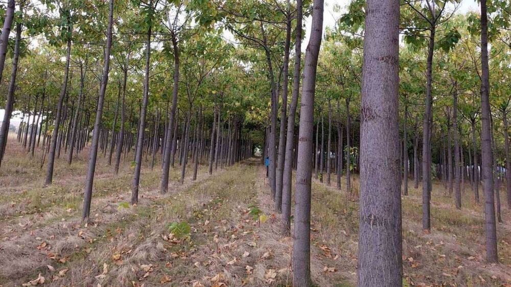 Продава се Земеделски имот в с. Чинтулово, Област Сливен -  кв.м за 642 €/дка - Снимка #2