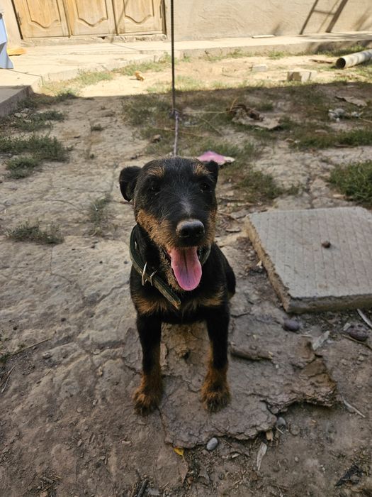 Яктерер Сучка и Кабель