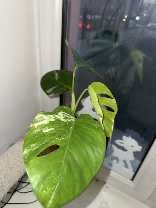 Продам монстеру альбу