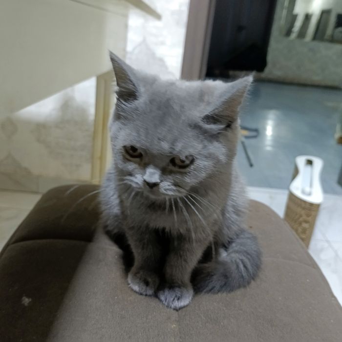 Срочно продается котенка скотиш страйт