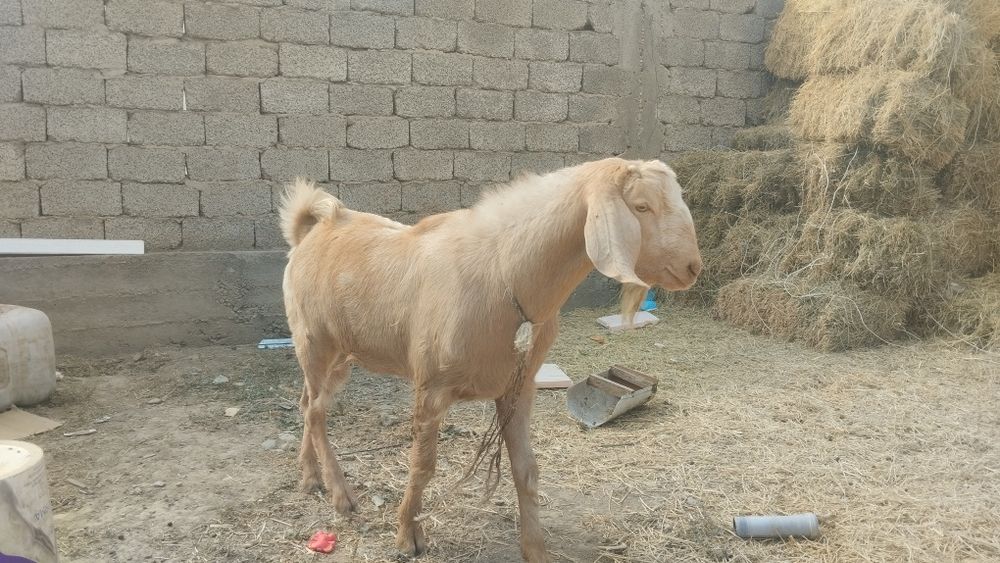 Теке 1.5 жасар казёл