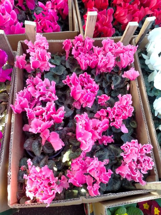 Цикломен  Герань цветы в горшках