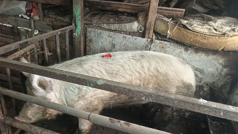 Продам хряка осеминителят