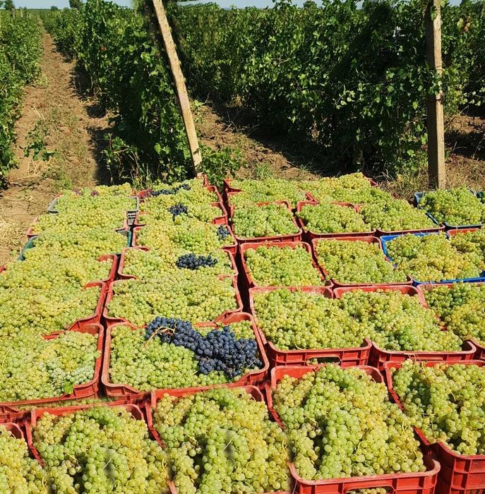 Vindem struguri de vin cu transport la domiciliu în jud. Olt, pret de producator