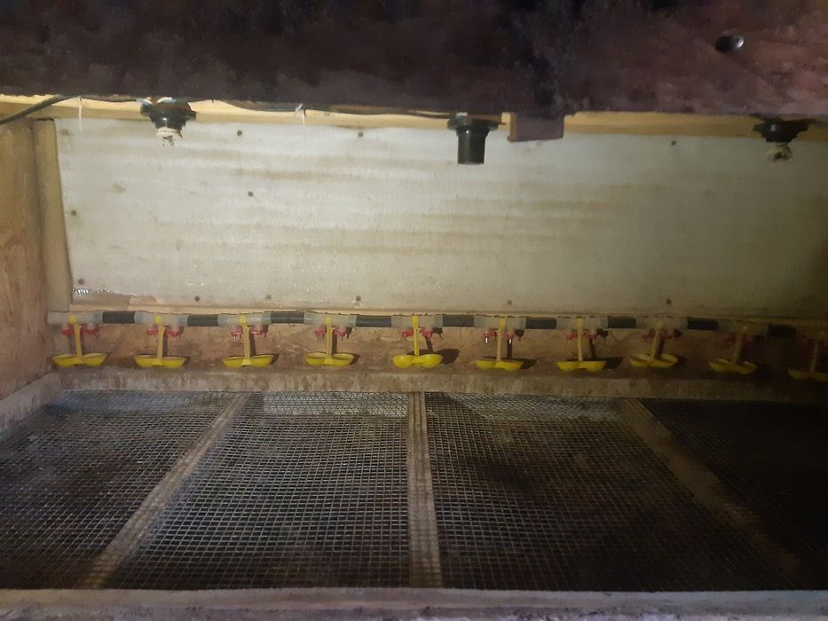 Брудера для птиц