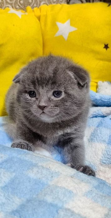 Домашний мушук toza qon mushuchalar