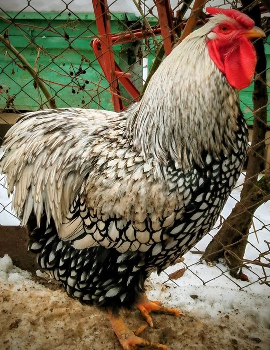 Vînd Cocoși de Rasă Tineret 2025.