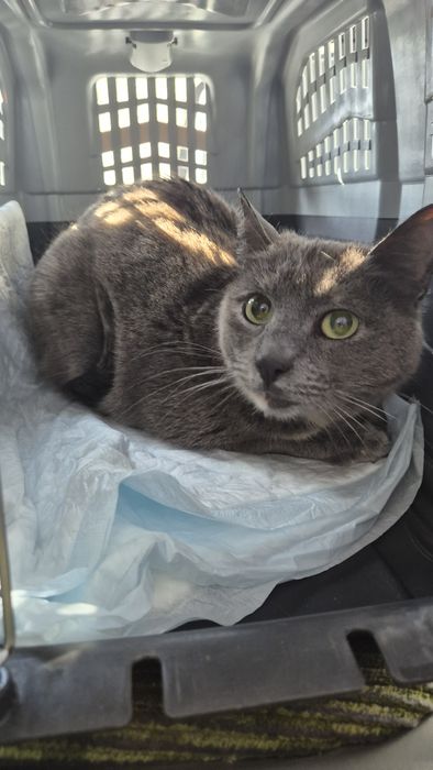 Cleo pisica cea dulce