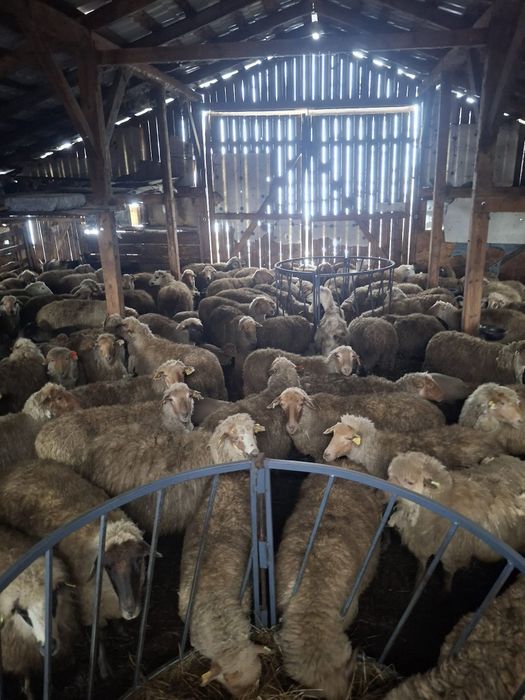 Oi de vânzare 200 bucăți