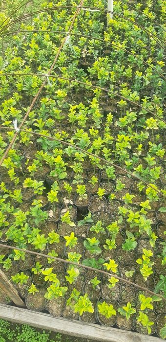 Bresklit Eyonomus shamshod kochatla sotiladi