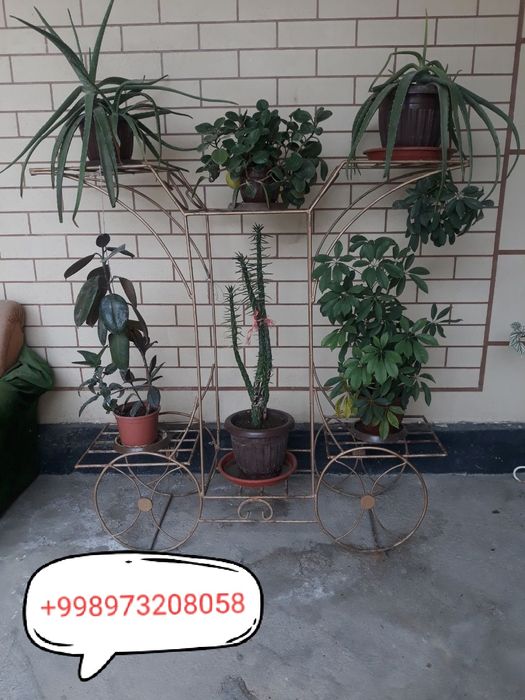 Сифатли гул куядиган гулдон