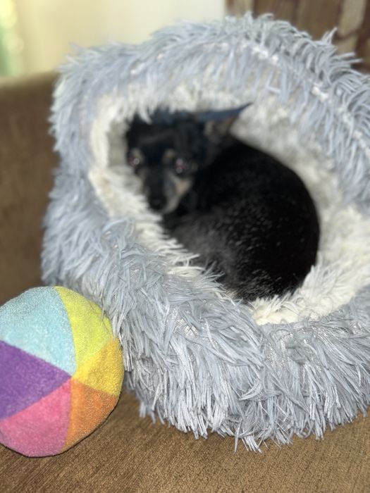 Лежанка для собак и кошек