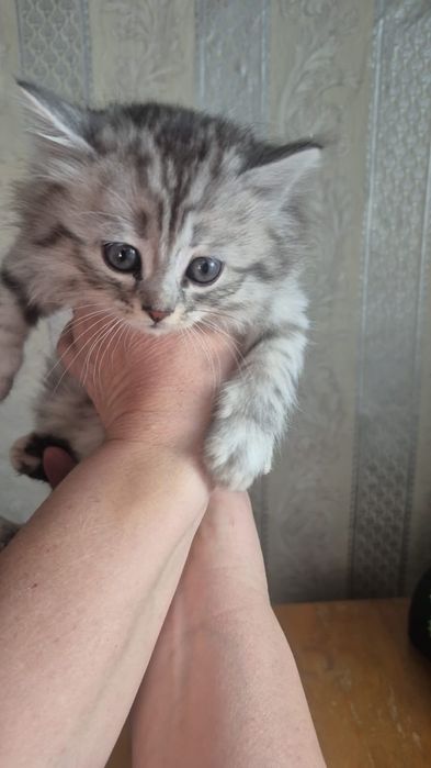 Отдам котят есть мальчики