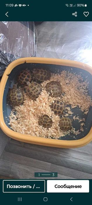 Черепаха toshabqalar damashnie 2tadan beriladi kamida