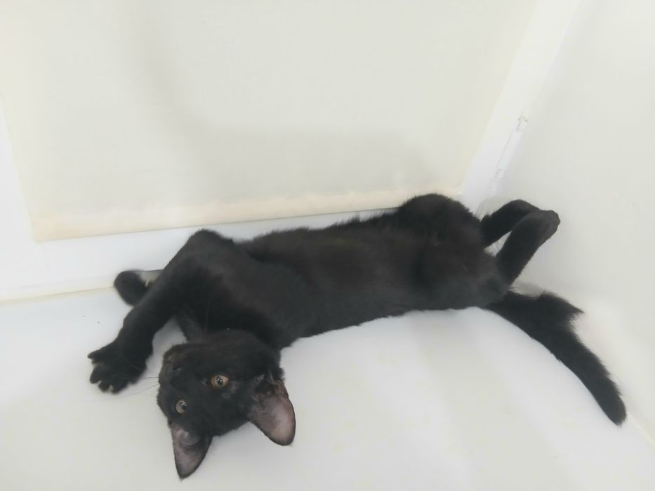 Котятки в любящие руки