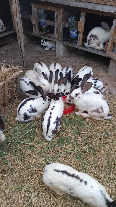 De vânzare,  iepurași si iepuri adulți