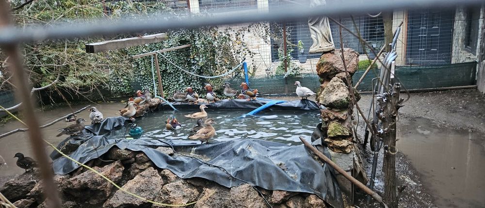 Rațe caroline și mandarine