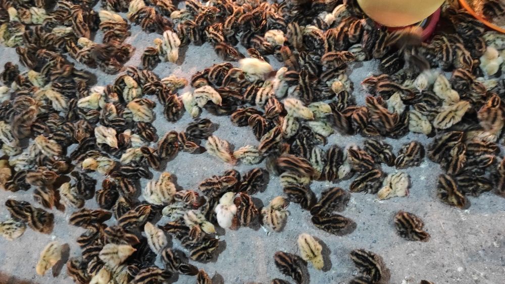 Bedana tuxum va bedana doni