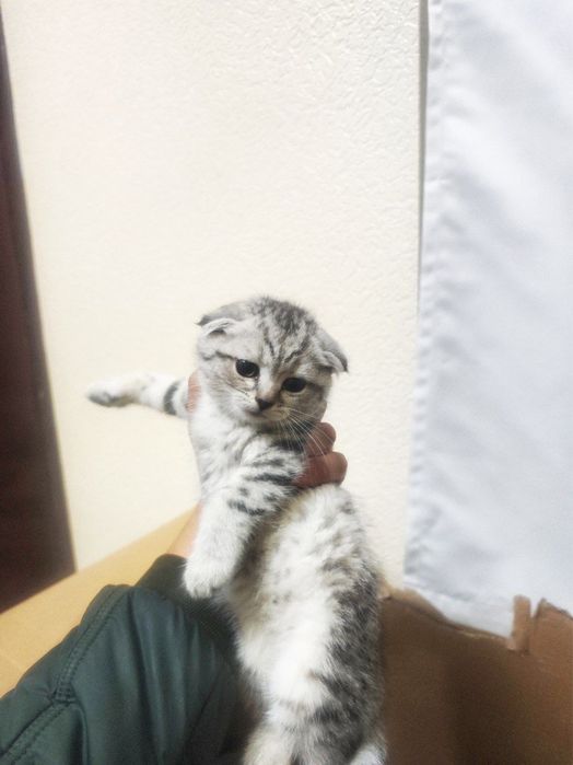 Shatlanisiy sokot shfol miramiriskiy